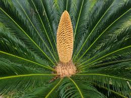 Palmier Sago 1.00 - 1.20 m / Cycas revoluta/