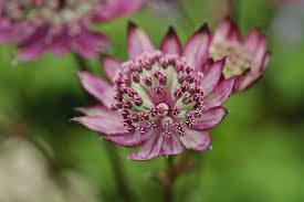 Astrantia major mix / Astrantia ‘Burgundy Manor’’, Astrantia ‘Claret’ , Astrantia ‘Pink Pride’ - Gradina Noastra