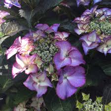Hortensia "Tiffany" 0.40 - 0.60 m / Hydrangea macr. "Tiffany" / by gradina-noastra