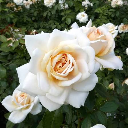 Trandafir floribunda "Lions-Rose"/ Rosa floribunda "Lions-Rose"/