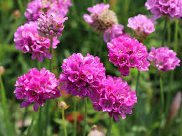 Armeria pseud. &