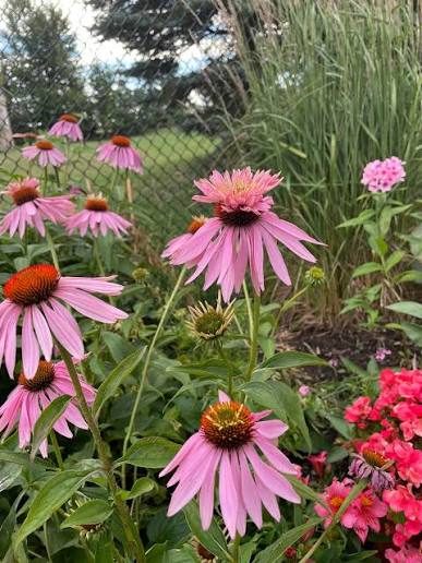Echinacea purpurea "Double Decker"