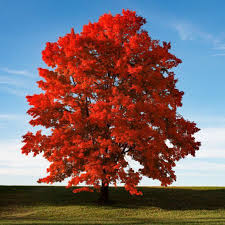 Artar rosu „Red Sunset” 3.00 - 3.50 m / Acer rubrum „Red Sunset” / by gradina-noastra