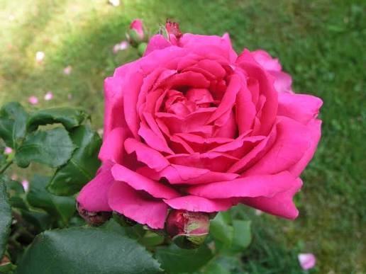 Trandafir teahibrid "Criterion" – / Rosa HT "Criterion"/