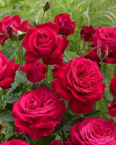 Trandafir teahibrid "Dame de coeur" – / Rosa HT "Dame de coeur"/