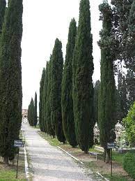 Chiparos de Italia 5.00 -  6.00 m / Cupressus sempervirens &quot;Pyramidalis&quot; /