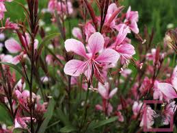 Gaura lindheimeri "Ruby Ruby" - Gradina Noastra