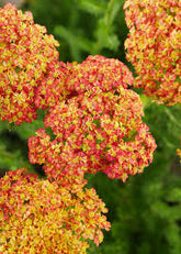 Achillea millefolium "Terracotta" - Gradina Noastra