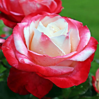 Trandafir teahibrid "Nostalgie" – / Rosa HT "Nostalgie"/