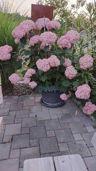 Hortensia "Sweet Annabelle" / Hydrangea arborescens "Sweet Annabelle"/
