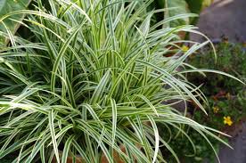 Carex morrowii &quot;Vanilla Ice&quot; 0.20 - 0.30 m