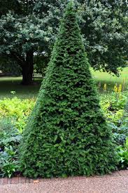 Tisa piramida / Taxus baccata / crește frumos în grădină, având ramuri orizontale și un aspect elegant.