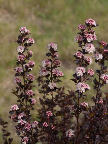 Physocarpus "Tiny Wine" / Physocarpus opulifolius "Tiny Wine"/