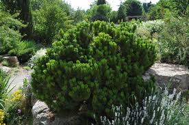 Pin pitic "Sherwood Compact" 0.20 - 0.25 m / Pinus mugo "Sherwood Compact"/ by gradina-noastra