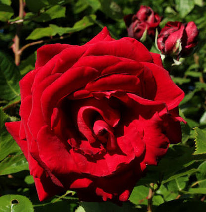 Trandafir teahibrid "Ingrid Bergman" – / Rosa HT "Ingrid Bergman"/