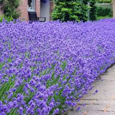 Lavanda Englezeasca  &quot;Munstead&quot; - /Lavanda angustifolia &quot;Munstead&quot;/