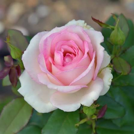 Trandafir teahibrid "Souvenir de Baden Baden" – / Rosa HT "Souvenir de Baden Baden"/