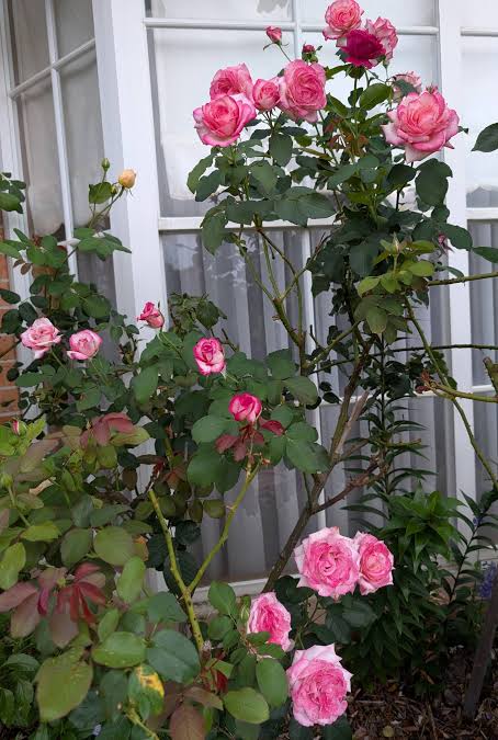 Trandafir floribunda "Laminuette"/ Rosa floribunda "Laminuette"/