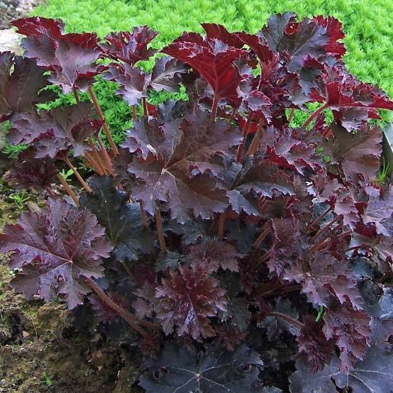 Heuchera "Palace Purple"