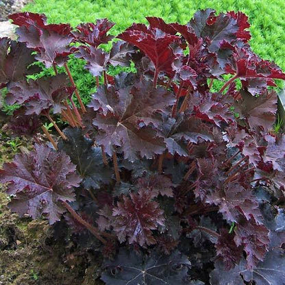 Heuchera "Palace Purple"