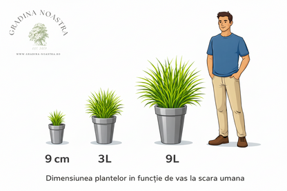 Iarba de pampas „Pumila”  /Cortaderia sellona „Pumila”/
