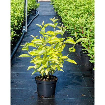 Corn "Aurea" / Cornus alba „Aurea”/