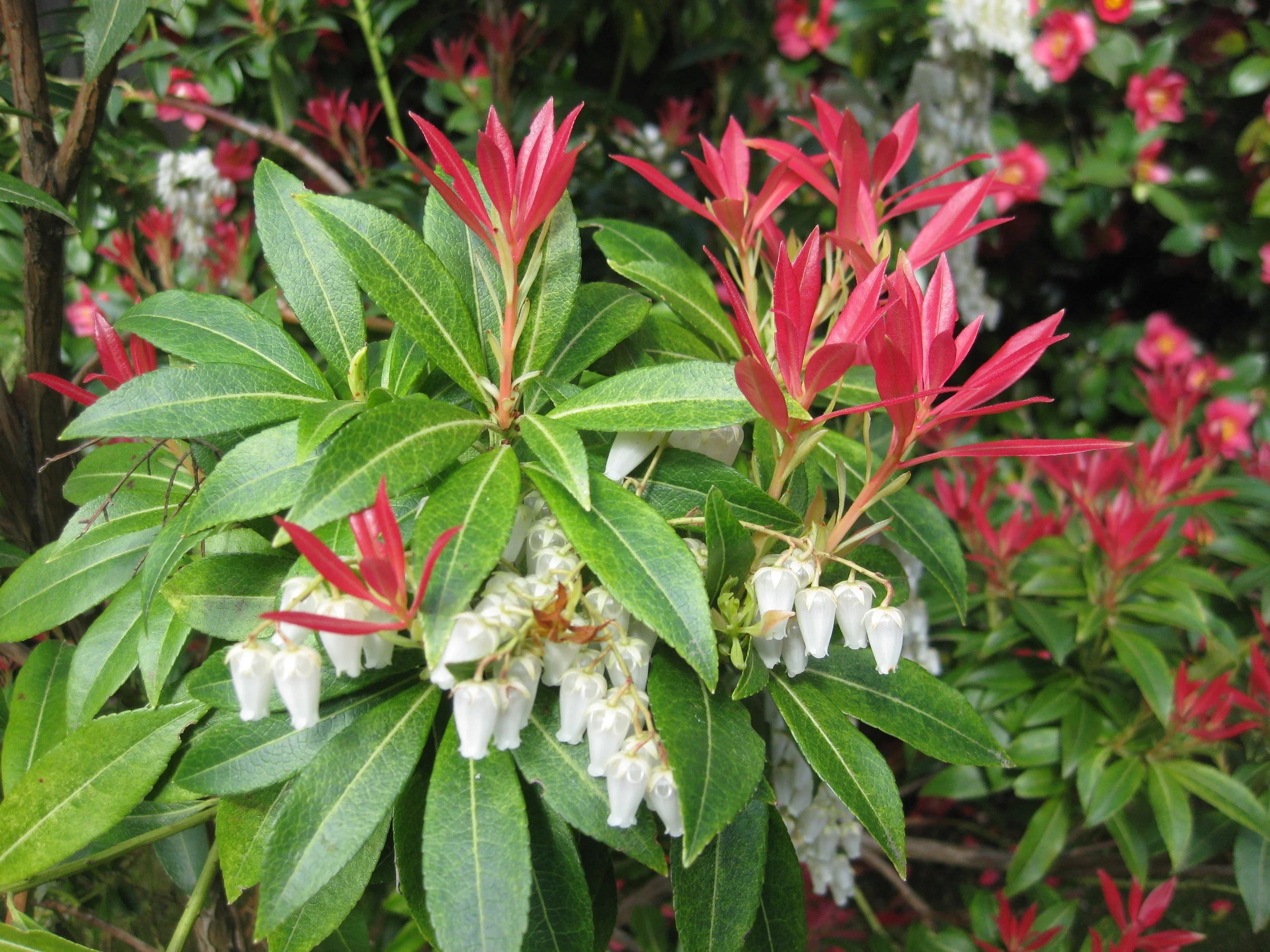 Andromeda japoneza mix / Pieris mix/