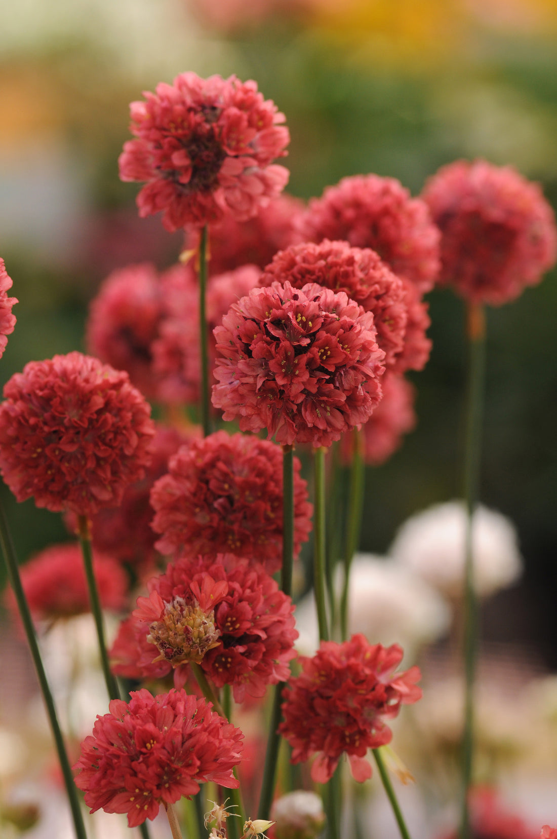 Armeria pseud. &
