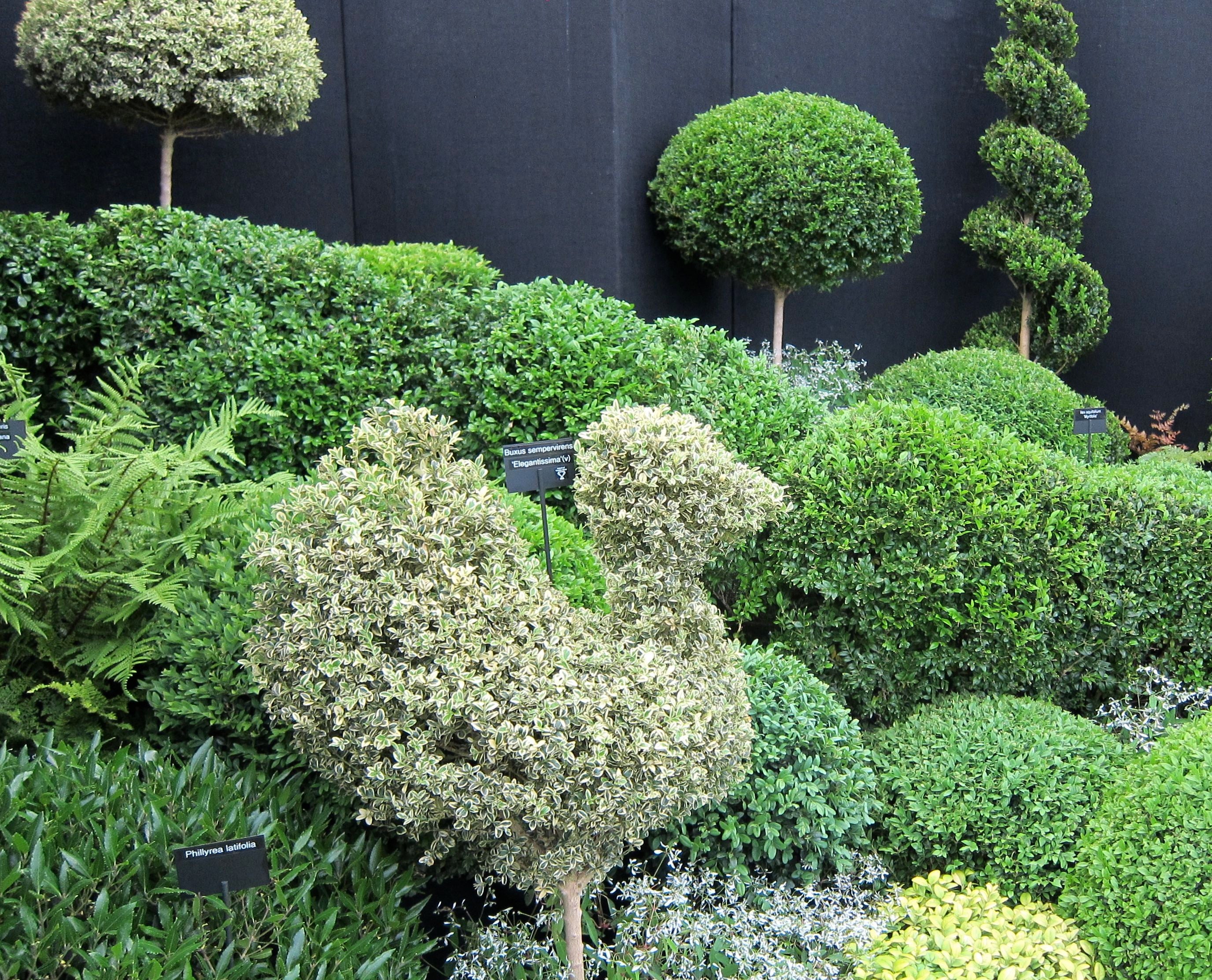 Golden Buxus 0.30- 0.40 m / Buxus sempervirens &quot;Elegans&quot;/