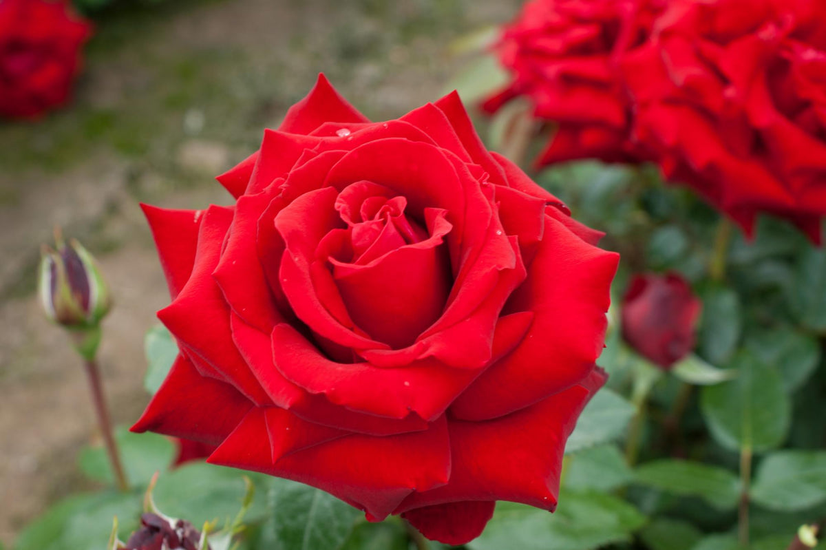 Trandafir teahibrid "Ingrid Bergman" – / Rosa HT "Ingrid Bergman"/