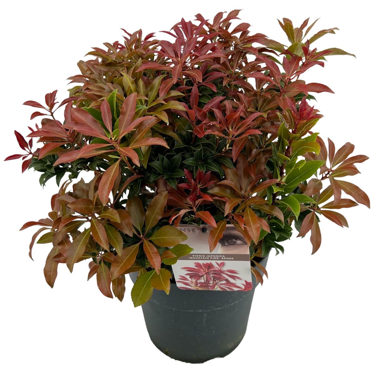 Andromeda japoneza mix/pret pe buc /Pieris japonica Flaming Silver/Pieris japonica Bonfire/Pieris japonica Sinfonia/Pieris japonica Mountain Fire/Pieris japonica Prelude/