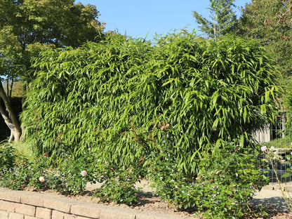 Bambus vesnic verde / Bambusa metake /