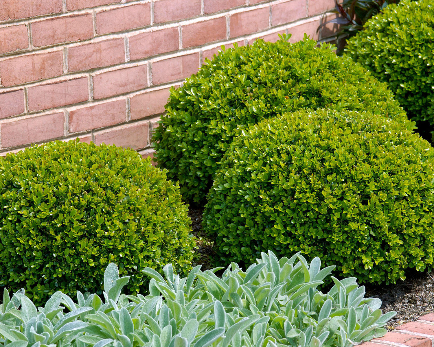 Buxus "Faulkner" minge / Buxus microphylla"Faulkner"/