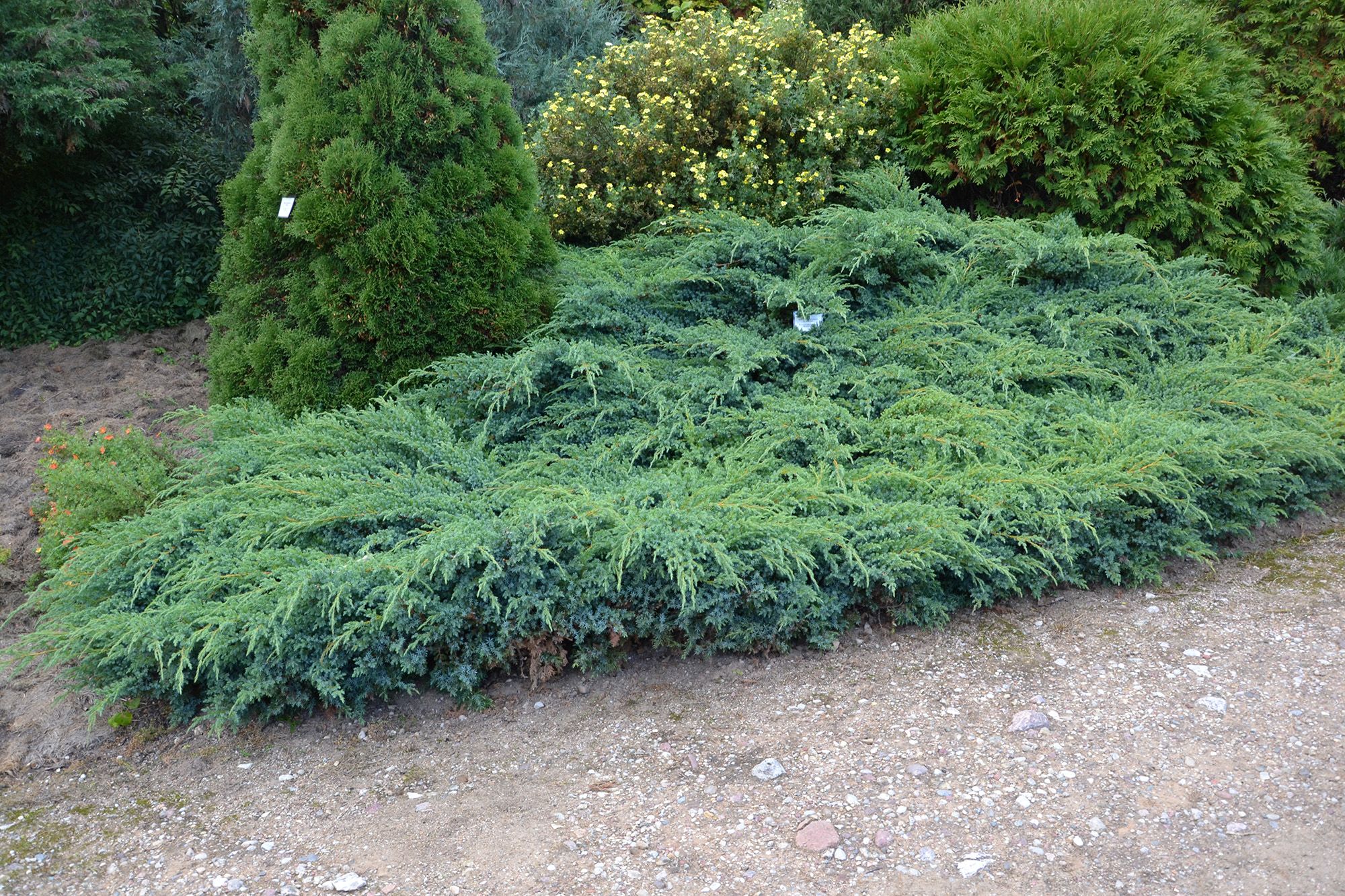 Ienupar "Blue Carpet" / Juniperus squamata "Blue Carpet"/