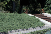 Ienupar acoperitor de sol pitic "Nana" / Juniperus procumbens "Nana"/ by gradina-noastra