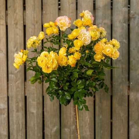 Trandafir pe picior "Lampion" 1.20 - 1.30 m (Rosa "Lampion") by Gradina Noastra