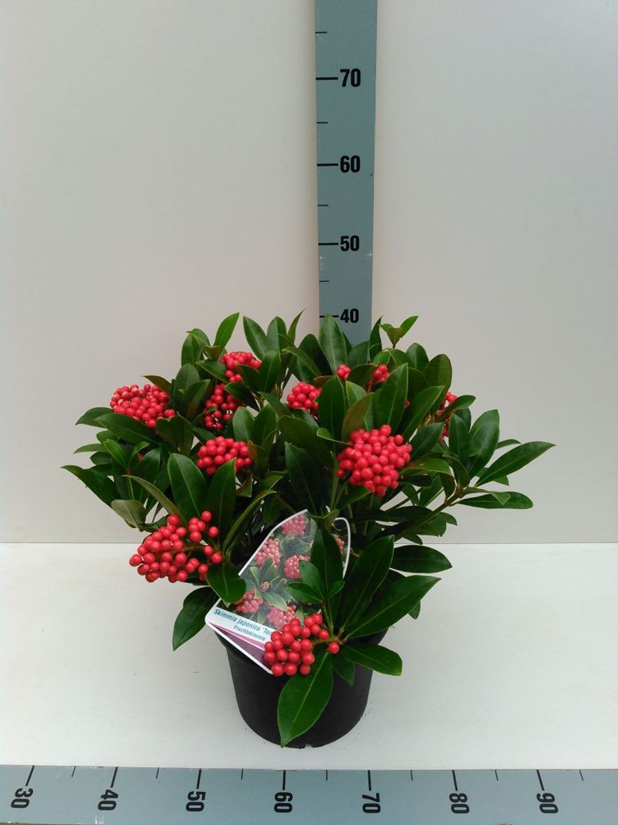Liliac japonez "Temptation" 0.40 - 0.50 m / Skimmia japonica &