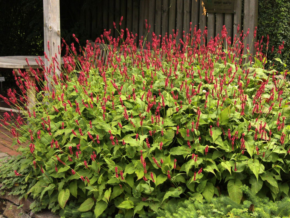 Persicaria amplexicaulis "Speciosa" 0.10 - 0.20 m by gradina-noastra
