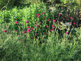 Knautia macedonica "Red Knight" - Gradina Noastra