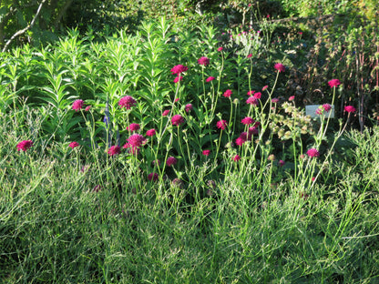 Knautia macedonica "Red Knight" - Gradina Noastra