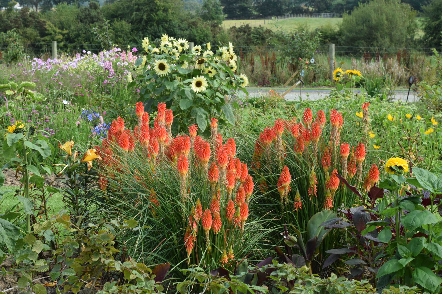 Kniphofia &