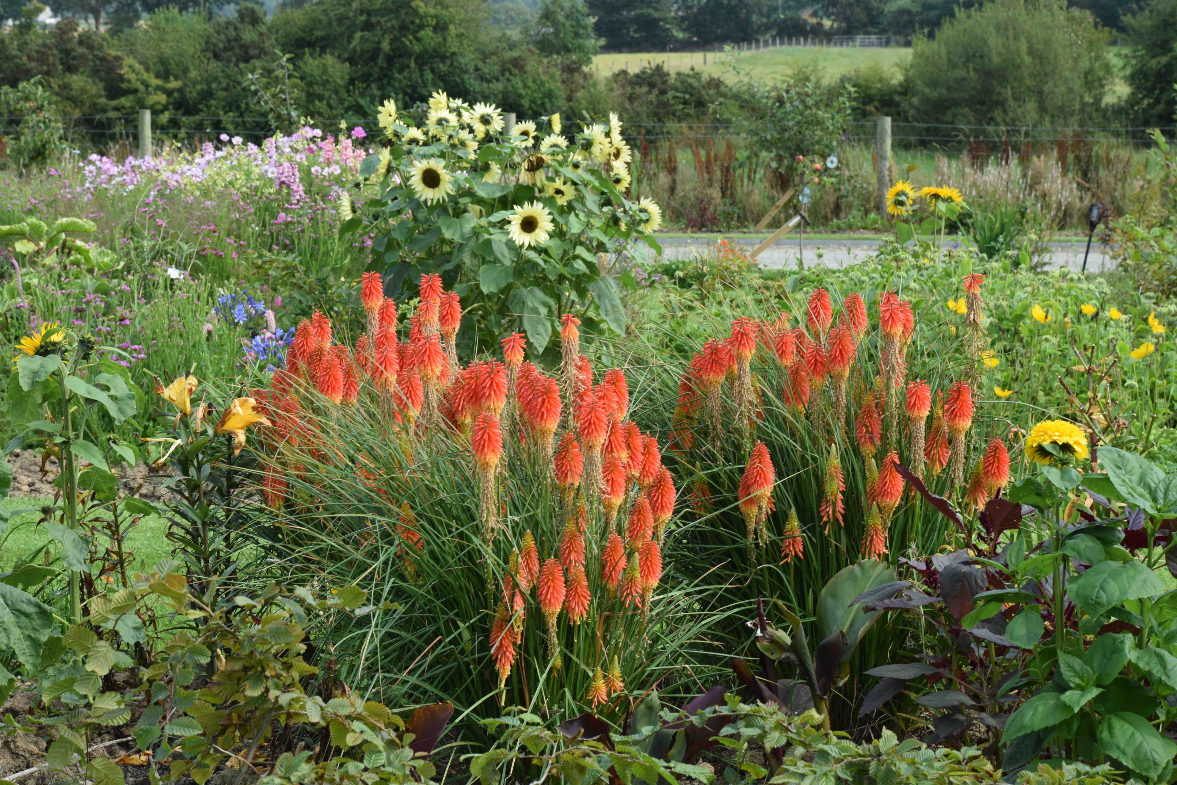 Kniphofia &