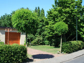 Salcam Globular 3.00 - 3.50 m / Robinia pseudoacacia "Umbraculifera"/ - Gradina Noastra
