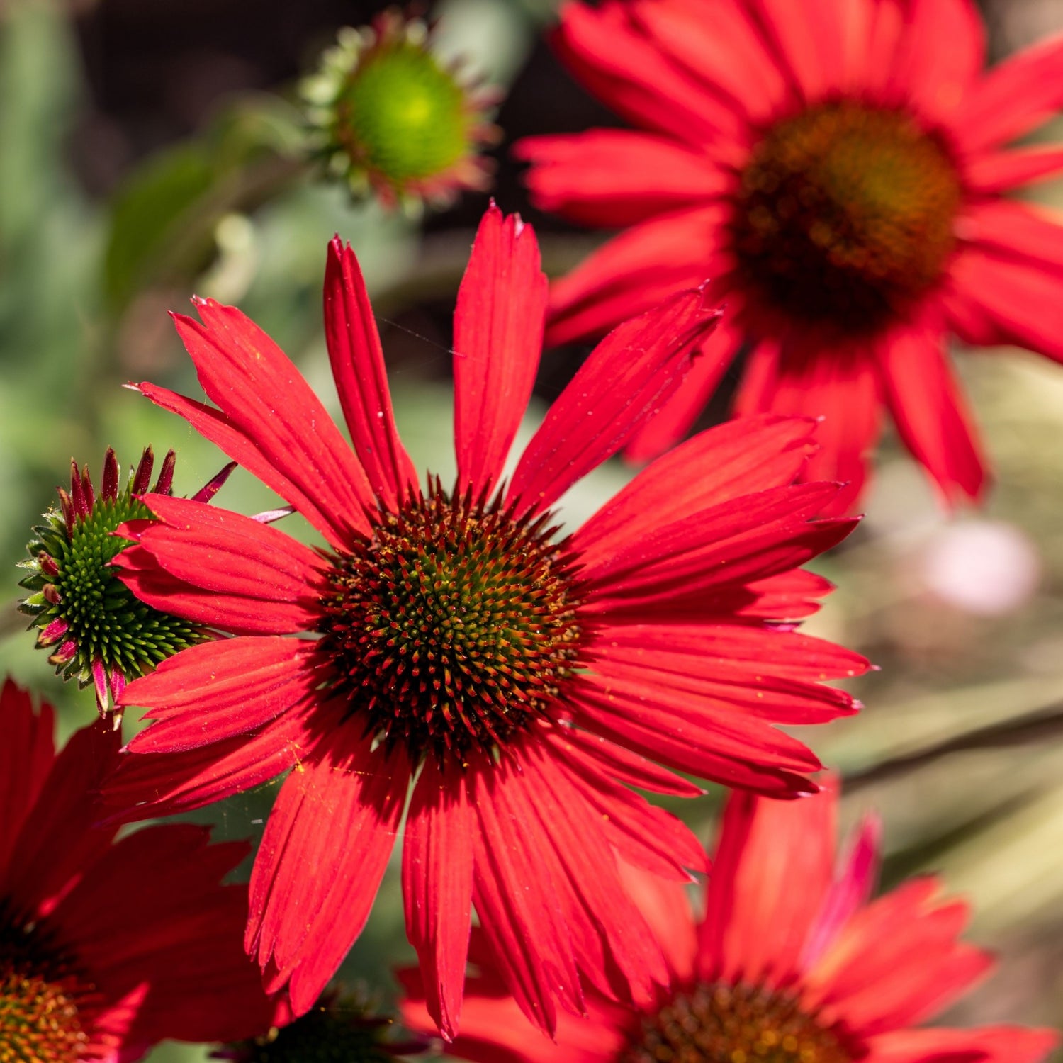 Echinacea purpurea &