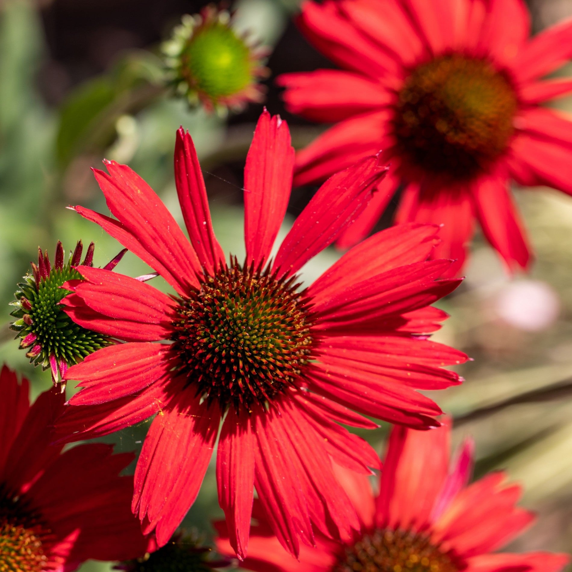 Echinacea purpurea &