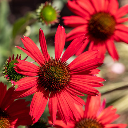 Echinacea purpurea &