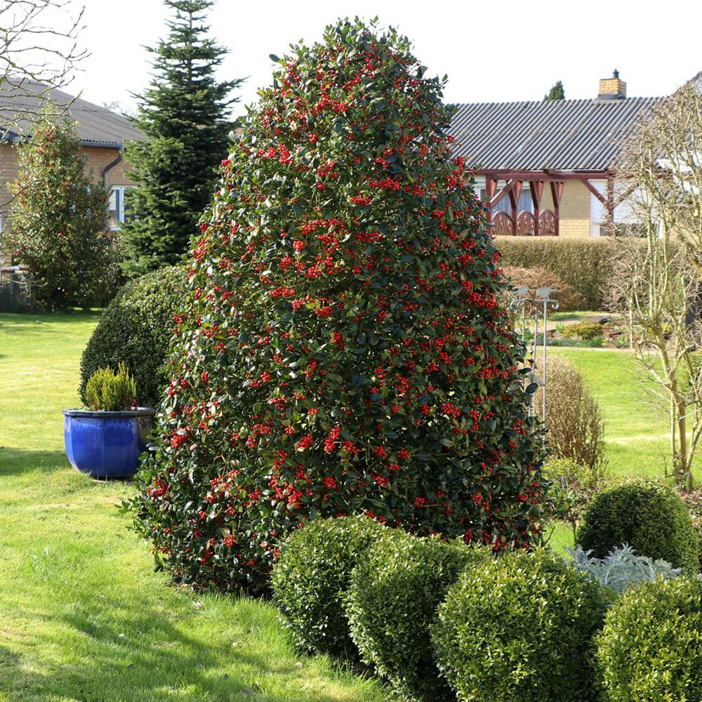 Ilex &quot;Nellie R.Stevens&quot; con / Ilex mutchagara &quot;Nellie R.Stevens&quot;/ by gradina-noastra