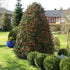 Ilex "Nellie R.Stevens" con / Ilex mutchagara "Nellie R.Stevens"/ by gradina-noastra