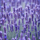 Lavanda Englezeasca  "Munstead" - /Lavandula angustifolia "Munstead"/ - Gradina Noastra