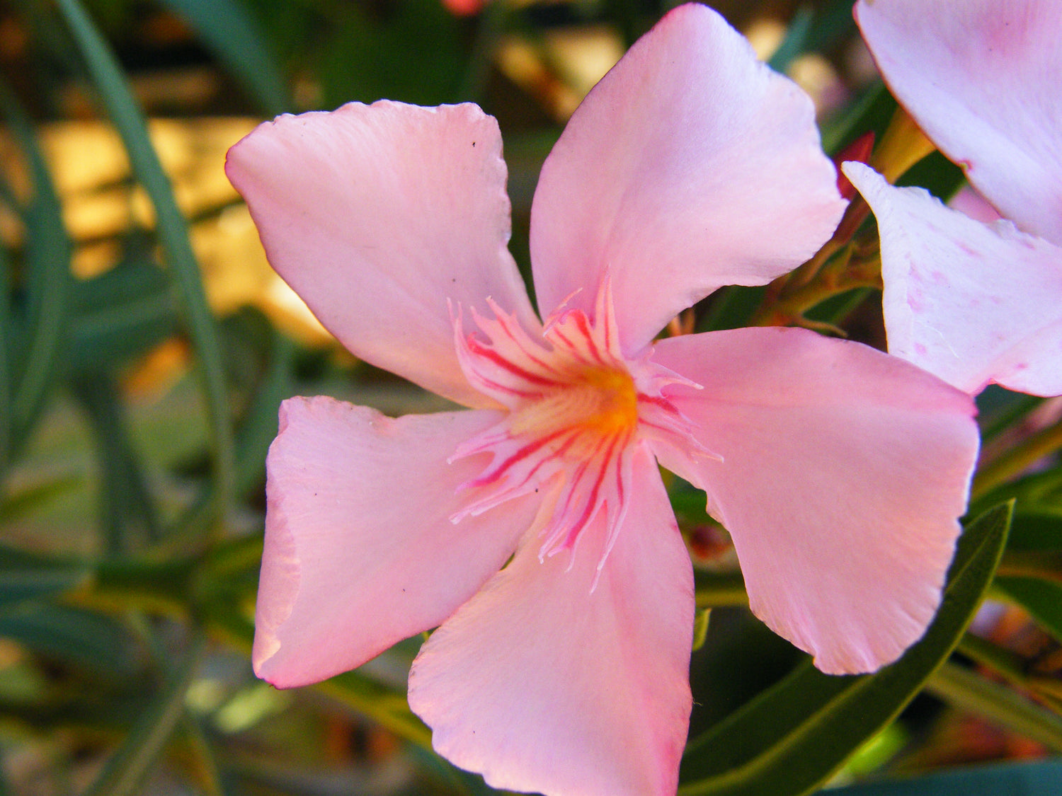 Leandru tufa diferite culori / Nerium oleander/ - Gradina Noastra